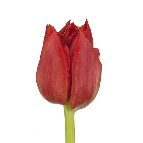 Red Tulip 150 or 300 Stems