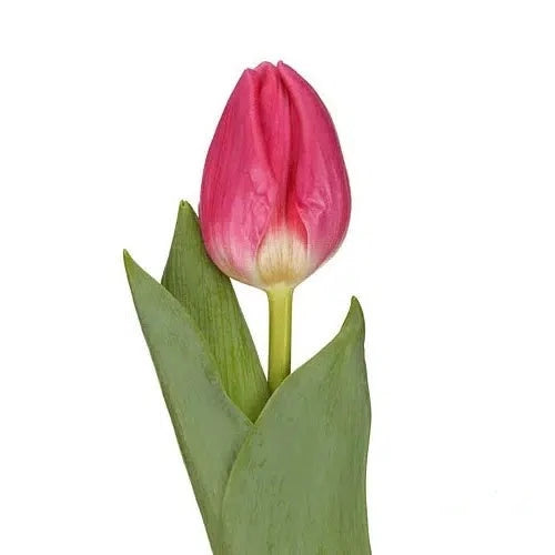 Hot Pink Tulip 150 or 300 Stems