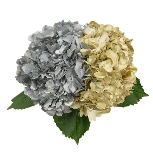 Gold and Silver Hydrangea 30 stems