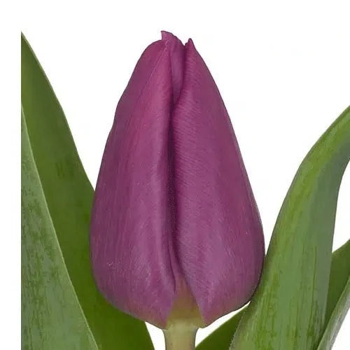 Purple Tulip 150 or 300 Stems