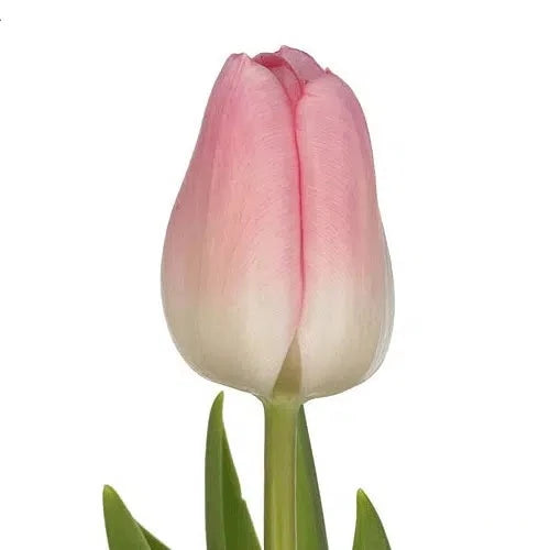 Light Pink Tulip 150 or 300 Stems