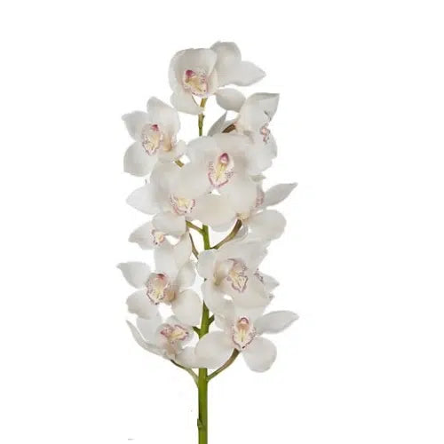 White Cymbidium Orchid 10 stems