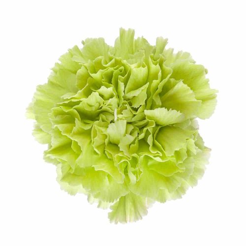 Light Green Carnation 175 or 350 Stems