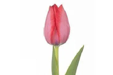 Pink Tulip 150 or 300 Stems