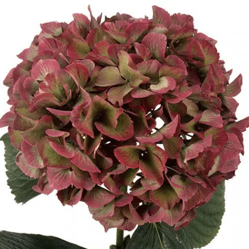 Antique Hydrangea Red, Blue or Green 14 Stems