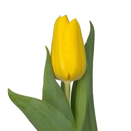 Yellow Tulip 150 or 300 Stems