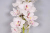 White Cymbidium Orchid 10 stems