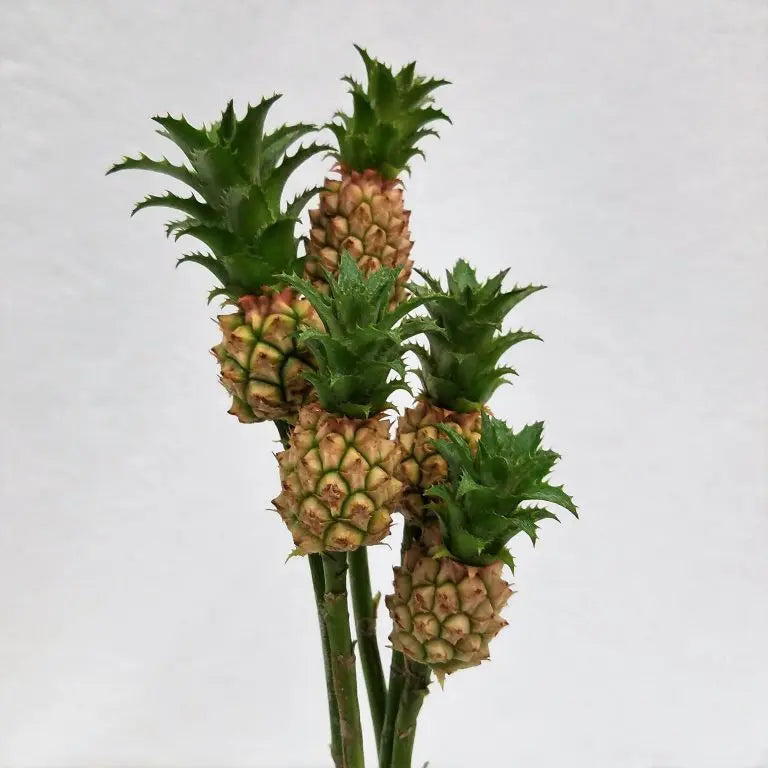 Baby Dwarf Mini Pineapple Flowers 50 or 75 Stems