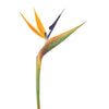 Bird of Paradise 40 or 80 Stems