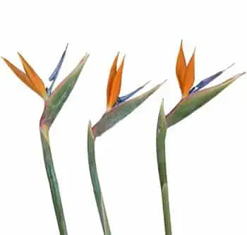 Bird of Paradise 40 or 80 Stems