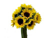 Miniature Sunflowers 100 or 200 Stems