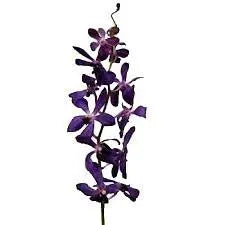 Purple Mokara 60 Stems