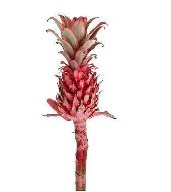 Pink Mini Pineapple 25 Stems