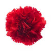 Red Carnation 175 or 350 Stems