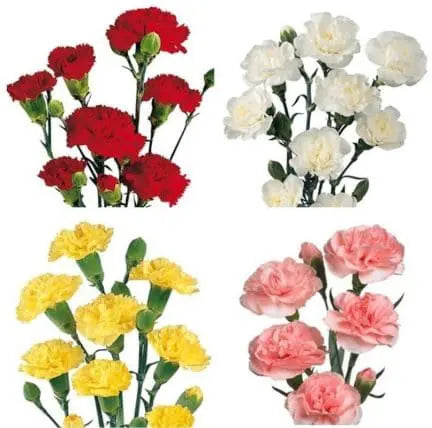 Miniature Carnation Mix Colors 150 or 300 Stems