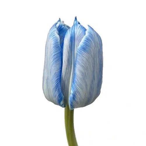 Blue Dyed Tulips 150 stems