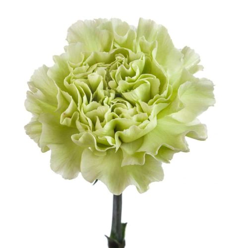 Green Carnation 350 Stems