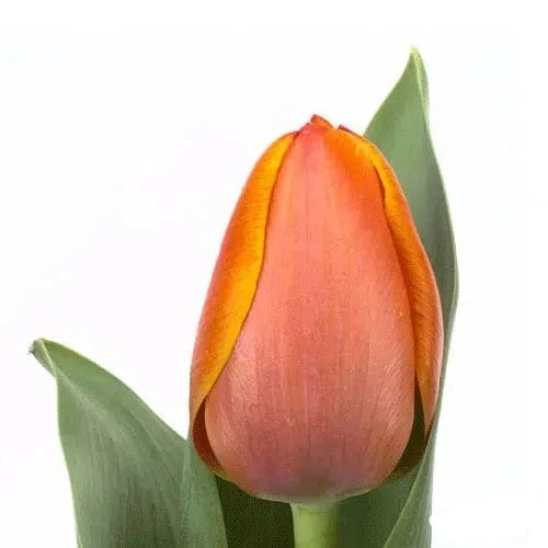 Orange Tulip 150 or 300 Stems