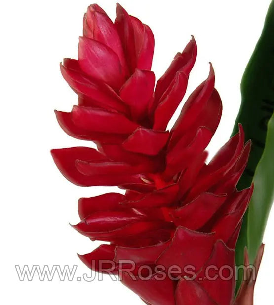 Red Ginger 20 Stems