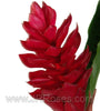 Red Ginger 20 Stems