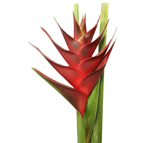 Heliconia Princes of Darkness 12 Stems