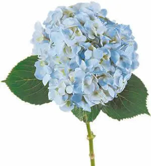 Blue Hydrangea Flower 30 or 60 Stems