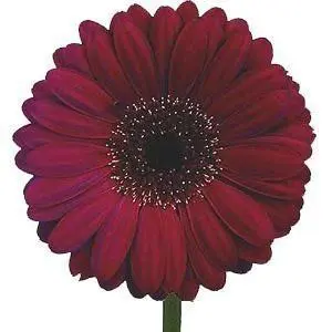 Burgundy Gerbera Daisy 80 Stems