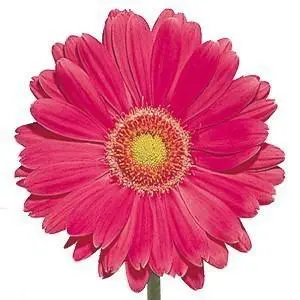 Hot Pink Gerbera Daisy 80 Stems