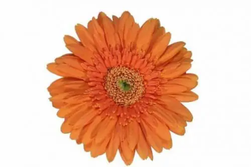 Orange Gerbera Daisy 80 stems