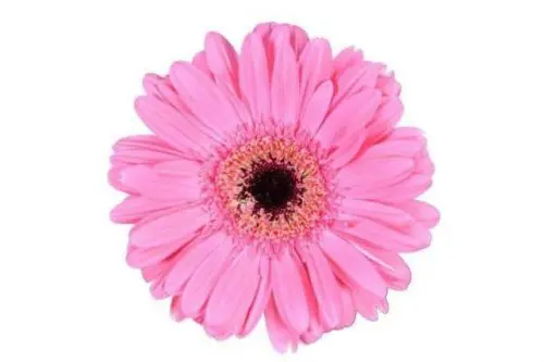 Pink Gerbera Daisy 80 stems