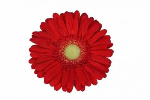 Red Gerbera Daisy 80 stems