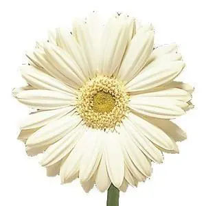 White Gerbera Daisy 80 stems