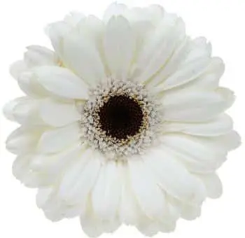 White Gerbera Daisy Flower with Black Center 80 stems