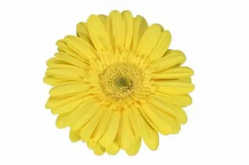 Yellow Gerbera Daisy 80 stems