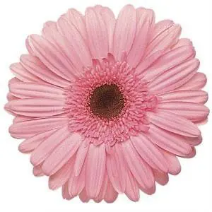 Light Pink Gerbera Daisy 80 stems