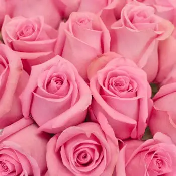 Pink Roses 100 Stems