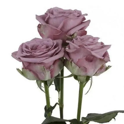 Lavender Roses 100 Stems