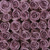 Lavender Roses 100 Stems