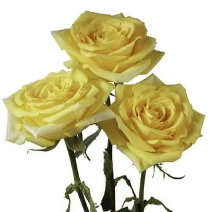 Yellow Roses 100 Stems