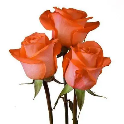 Coral Roses 100 Stems