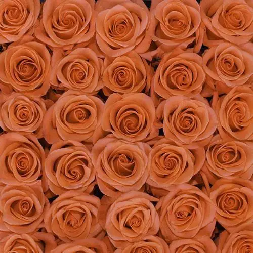 Coral Roses 100 Stems