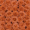 Coral Roses 100 Stems