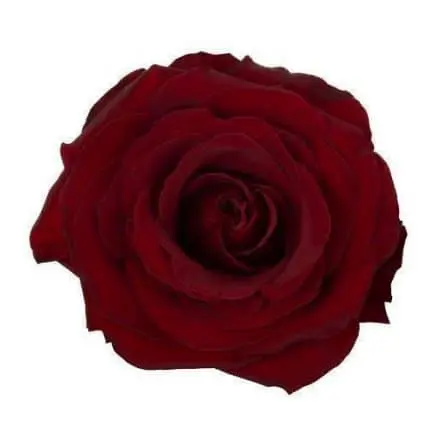 Dark Red Roses 100 Stems