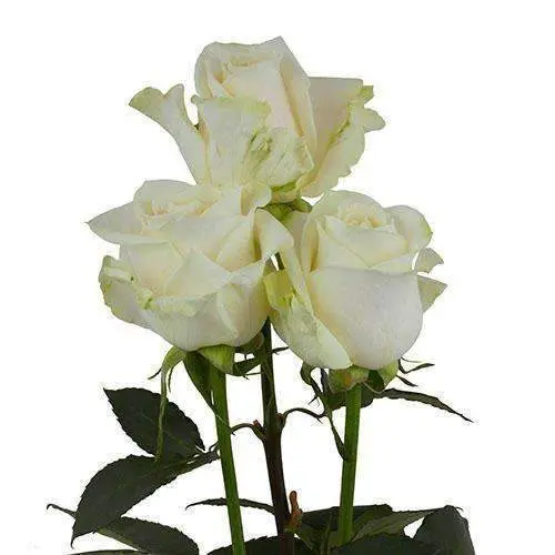 Ivory White Roses 100 Stems