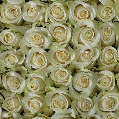 Ivory White Roses 100 Stems