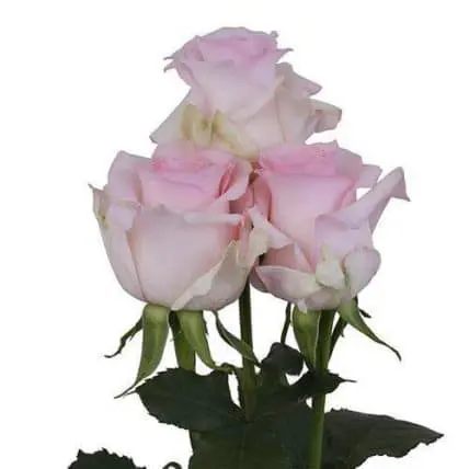 Light Pink Roses 100 Stems