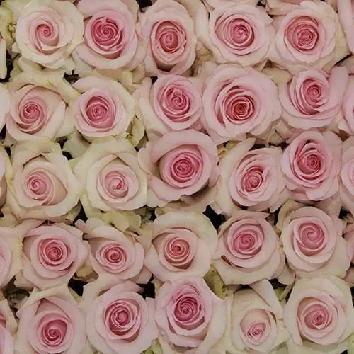 Light Pink Roses 100 Stems