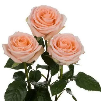 Peach Roses 100 Stems