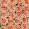 Peach Roses 100 Stems