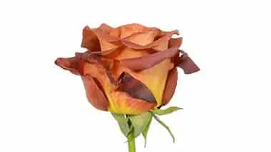 Earth Tone Brown Rose 100 stems